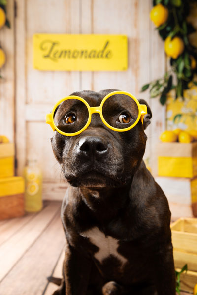 studio photo chien provence été 