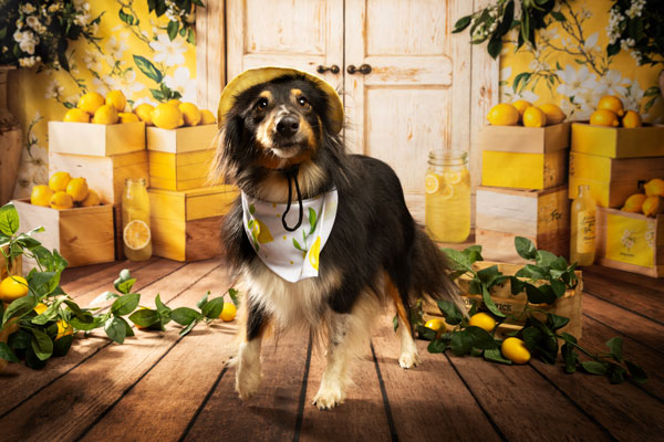 studio photo chien provence été