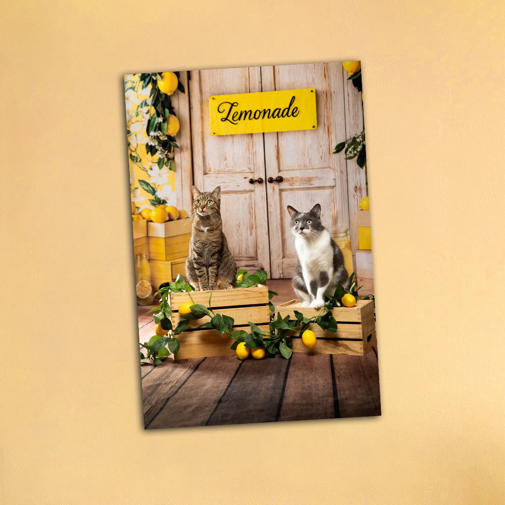 forfaits tarifs le studio de tartine studio photo chien citron été