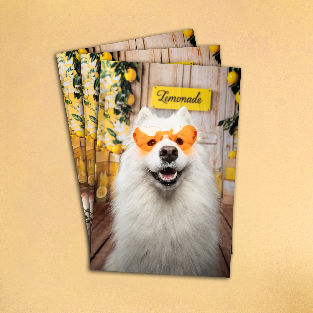 forfaits tarifs le studio de tartine studio photo chien citron été