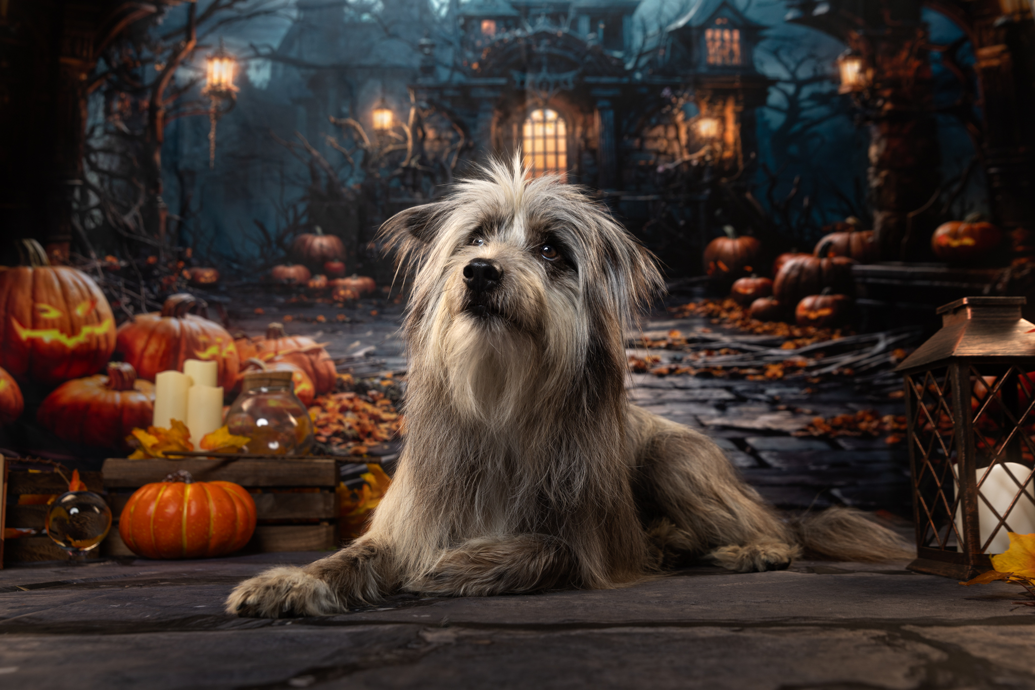 KAYN-WEB-2 séance photo studio chien automne kokoon manosque