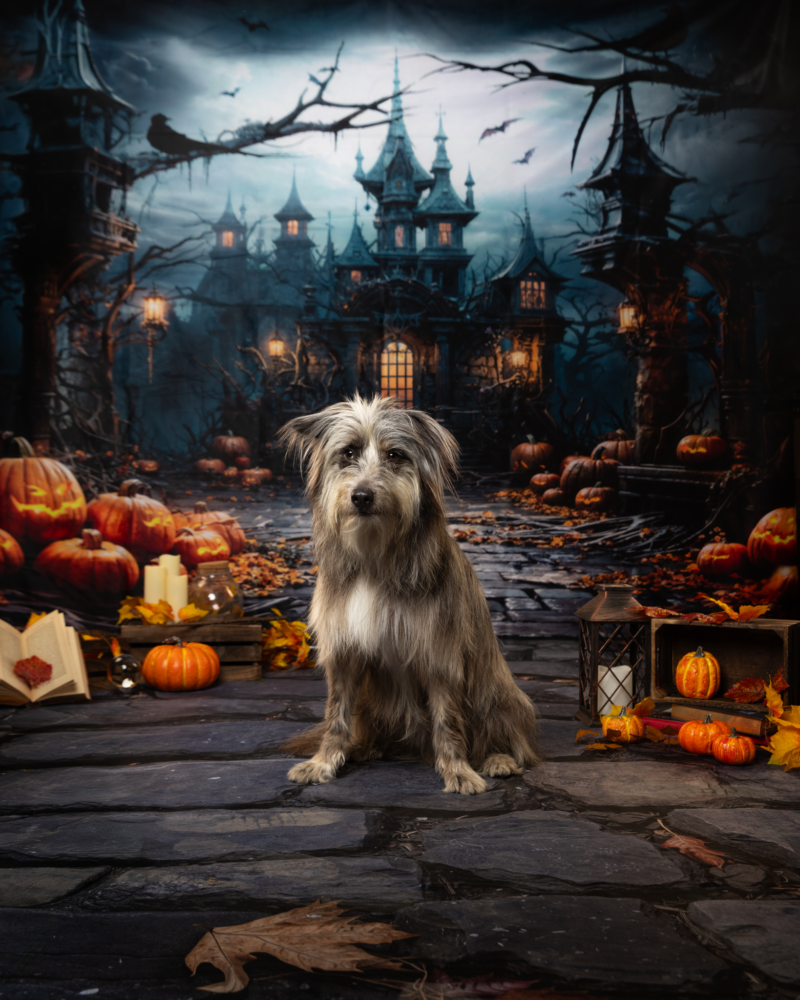 photo-studio-chien-seance-automne-la-ciotat
