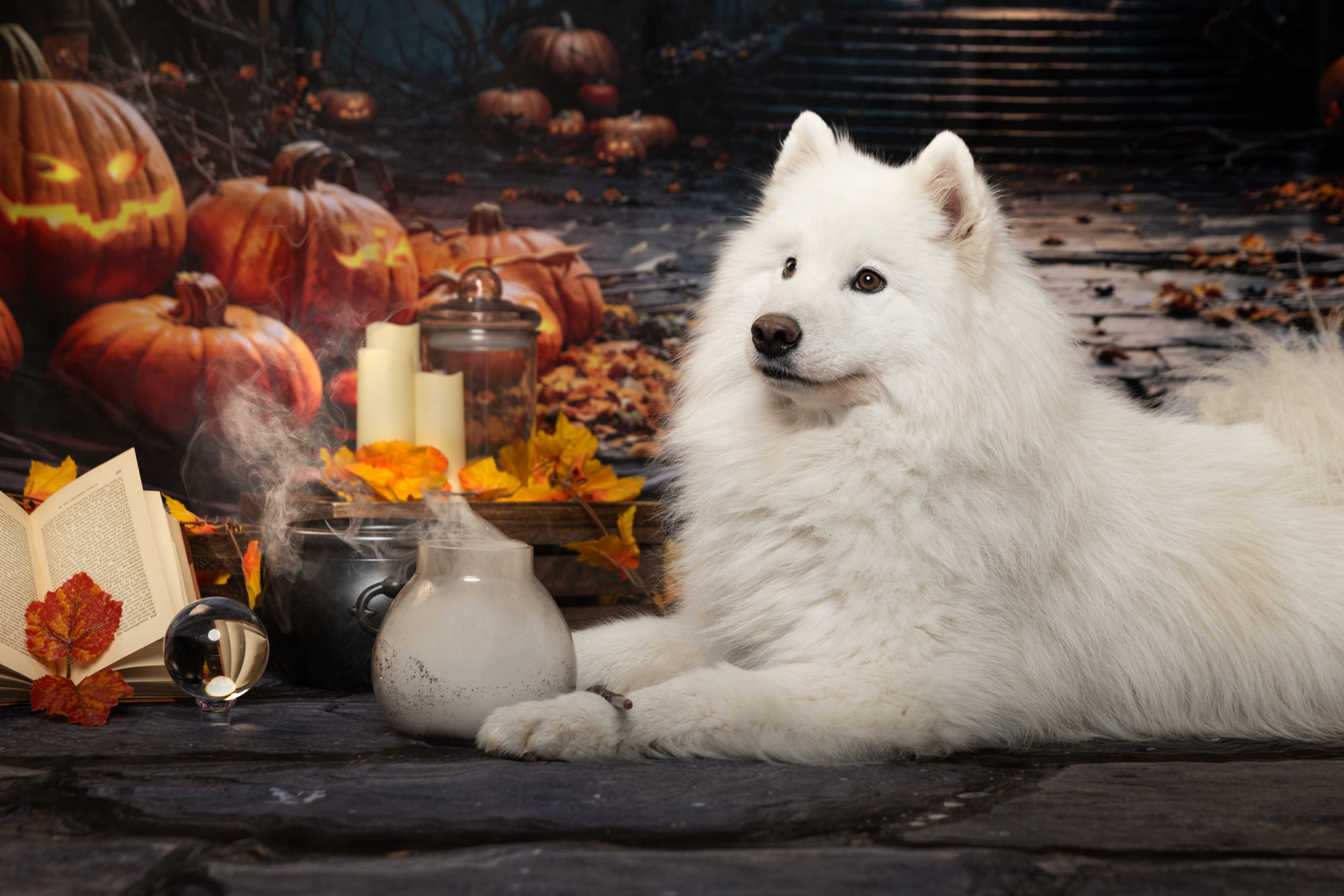 séance photo studio thème automne chien provence