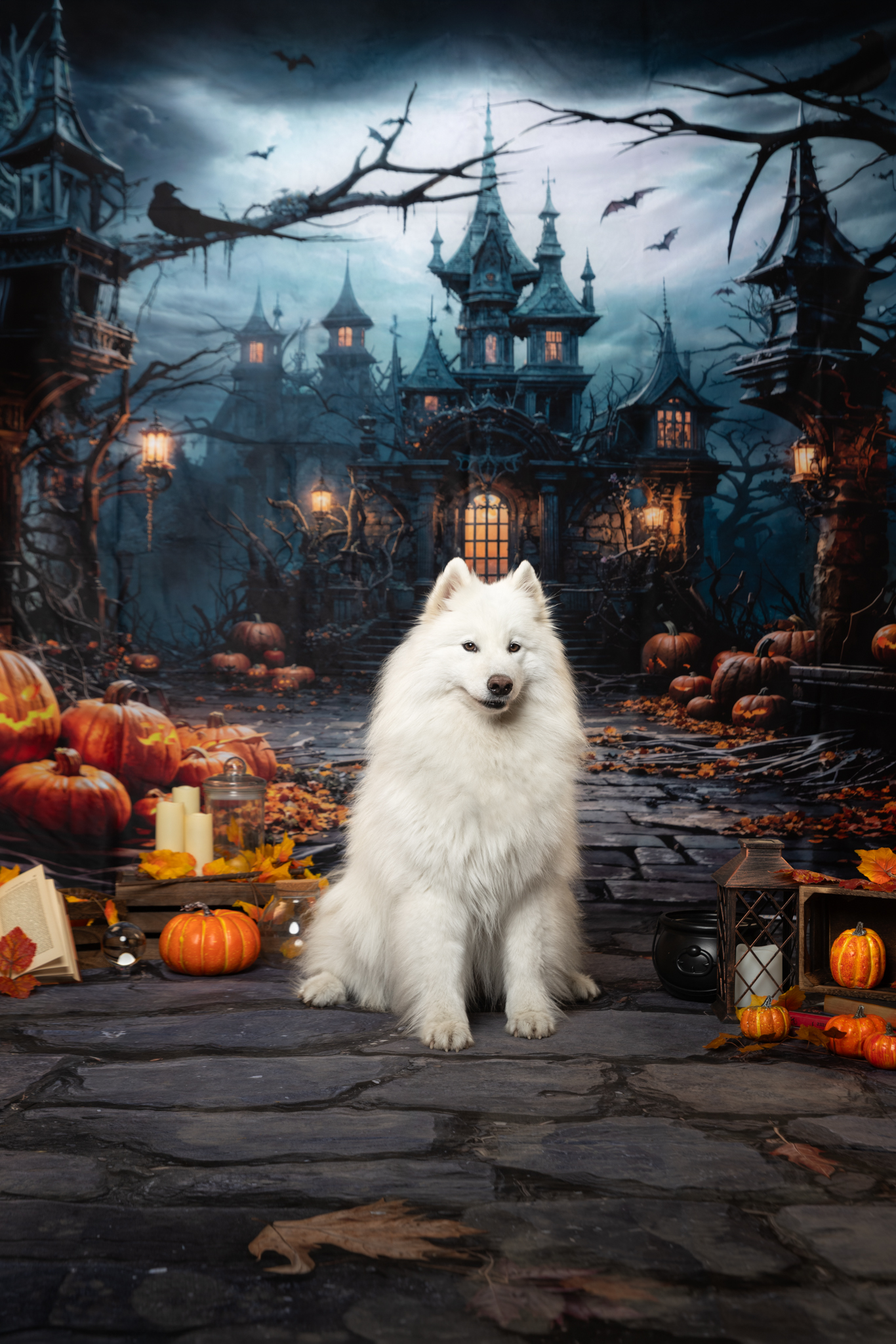 TARTINE-STUDIO-HALLOWEEN-WEB séance photo canine strasbourg alsace petite france